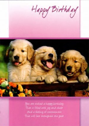 Happy Birthday Puppies Card Peter Costelloe